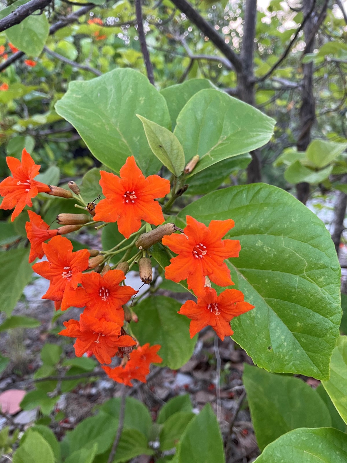 Image of a bright redish-orange Broadleaf plant as part of the national tree planting (NTP) initiative led by the Cayman Islands Government under the MSCRW.